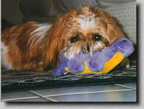 Piper with his purple dinosaur in his mouth. (1/97 7K)