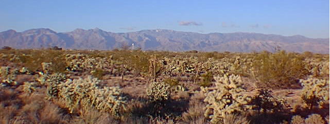 Catalina Mountains w/ cholla in foreground