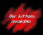 kittens
