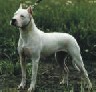 Logo Dogo-Argentino-Club (Austria)