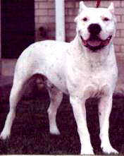 Logo Dogo Argentino Home Page