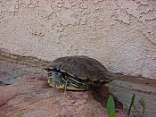 Filbert 'Turtle'