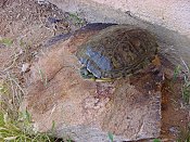 Filbert 'The same Turtle'