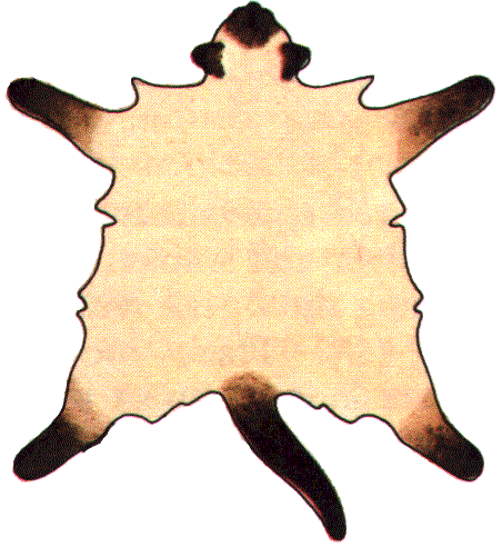 sealpoint