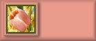 Blank Button