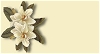 Double Magnolia