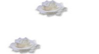 White Roses