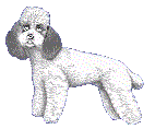 [poodle]