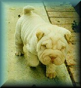 Chinese Shar-pei m1