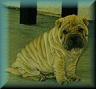 Chinese Shar-Peif1