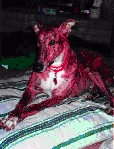 Smooz_Buddy