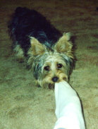 Bud "Come play with me!"