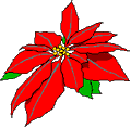 poinsetta1.gif (3338 bytes)