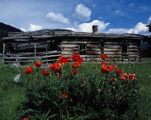 Cabin in the Meadows