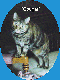 Cougar