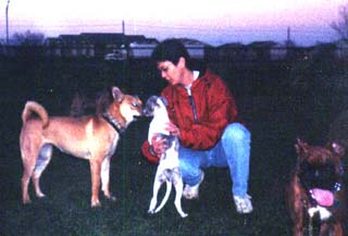 Whippet