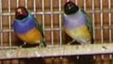 gouldians
