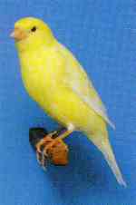 Satinette