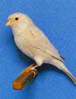 Dimorphic Rose Brown Opal Female