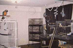 Birdroom