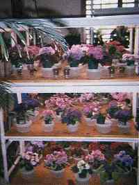 Violets in Bloom