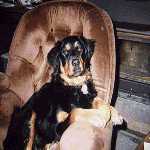 Daisy in her chair