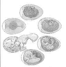 egg