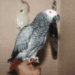 Fred, African Grey