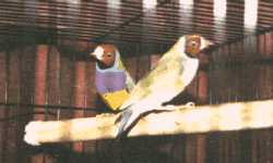 Gouldians