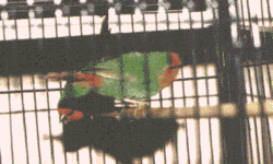 Red Headed Parrot Finches