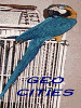 geocities