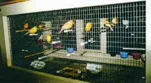 Ninas hens