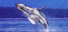 humpback