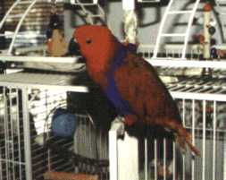 Orieta