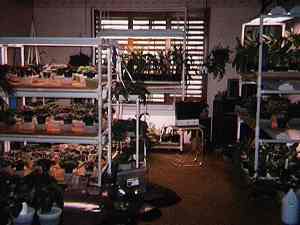 My Plantroom