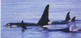 Killer Whales