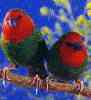 red headed parrot finches
