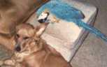 Shacley preening Dixies ear