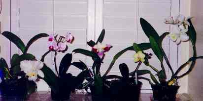 My windowsill