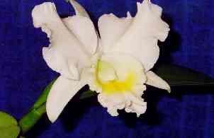 C Walkeriana r alba