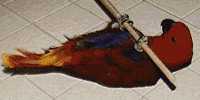 Orieta Spinning