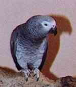 Wilma