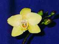 Yellow Treasure