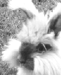 Thumper