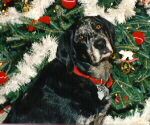 Waiting for Santa