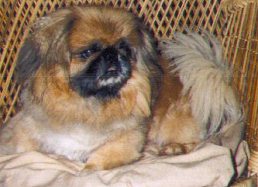 Gizmo
