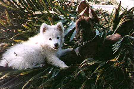 Puppies