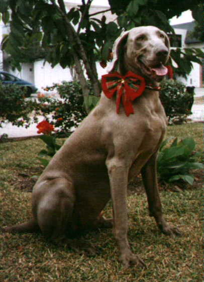 Sigfried Xmas Pic