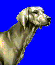 WEIMARANER