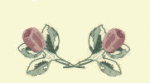 pinkrose